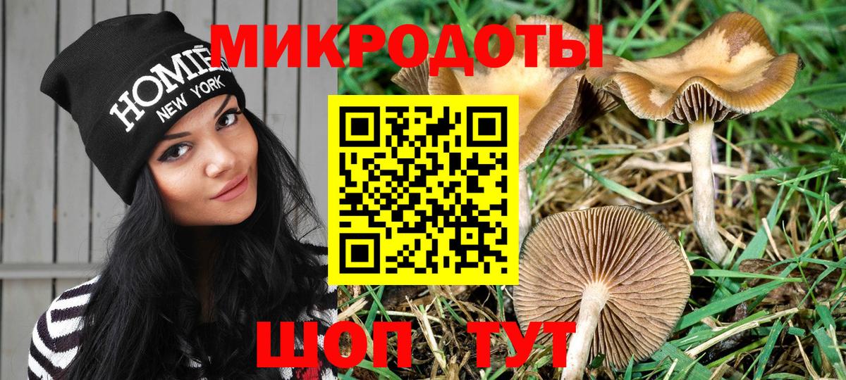 Галлюциногенные грибы Psilocybe Новотроицк